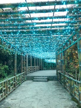 美らヤシパークオキナワ・東南植物楽園に投稿された画像（2022/12/23）