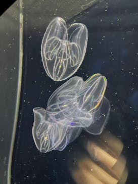 アクアワールド茨城県大洗水族館に投稿された画像（2022/12/23）