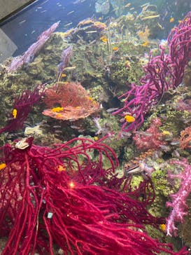 環境水族館アクアマリンふくしまに投稿された画像（2022/12/23）