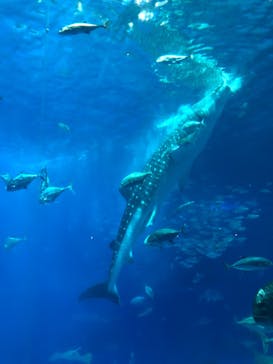 沖縄美ら海水族館に投稿された画像（2022/12/23）
