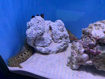 沖縄美ら海水族館に投稿された画像（2022/12/23）