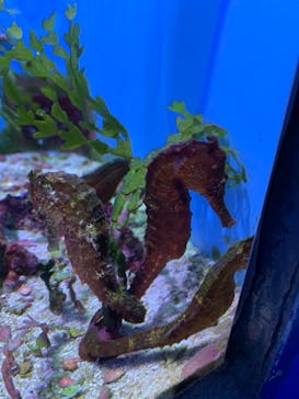 沖縄美ら海水族館に投稿された画像（2022/12/23）