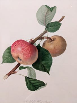 おいしいボタニカル・アート　食を彩る植物のものがたり(SOMPO美術館)に投稿された画像（2022/12/23）