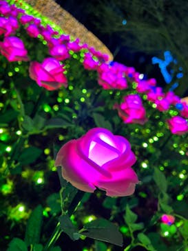 さがみ湖MORI MORIに投稿された画像（2022/12/23）