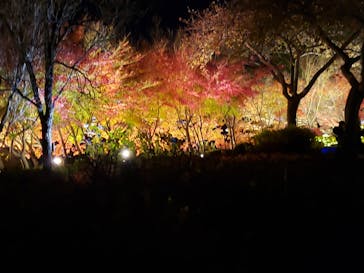 なばなの里に投稿された画像（2022/12/23）