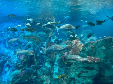大分マリーンパレス水族館 「うみたまご」に投稿された画像（2022/12/23）