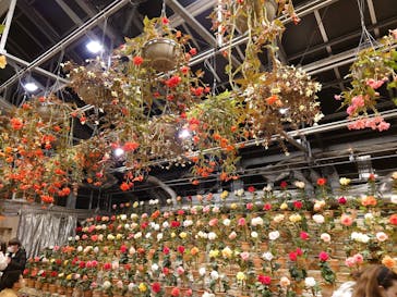 なばなの里に投稿された画像（2022/12/23）