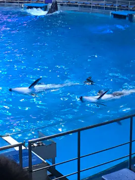 マクセル アクアパーク品川に投稿された画像（2022/12/23）