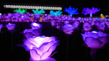 東京メガイルミに投稿された画像（2022/12/23）