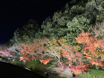 なばなの里に投稿された画像（2022/12/23）