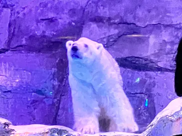 横浜・八景島シーパラダイスに投稿された画像（2022/12/24）