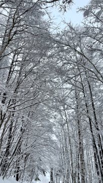 富良野スキー場に投稿された画像（2022/12/24）