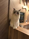 猫カフェモカ　大阪心斎橋店に投稿された画像（2022/12/24）