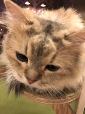 猫カフェモカ　大阪心斎橋店に投稿された画像（2022/12/24）