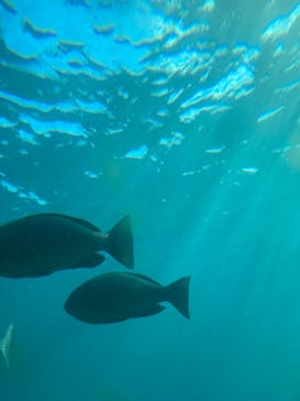 串本海中公園水族館に投稿された画像（2022/12/24）