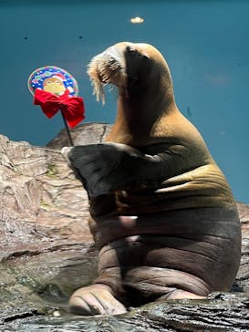 伊豆・三津シーパラダイスに投稿された画像（2022/12/24）