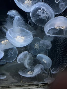 伊豆・三津シーパラダイスに投稿された画像（2022/12/24）