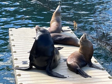 伊豆・三津シーパラダイスに投稿された画像（2022/12/24）