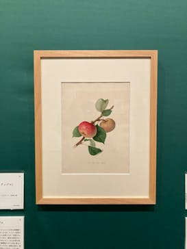 おいしいボタニカル・アート　食を彩る植物のものがたり(SOMPO美術館)に投稿された画像（2022/12/24）