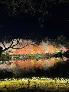 なばなの里に投稿された画像（2022/12/24）