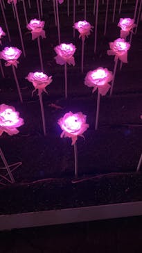 東京メガイルミに投稿された画像（2022/12/24）