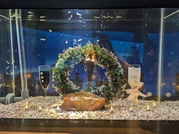 大分マリーンパレス水族館 「うみたまご」に投稿された画像（2022/12/24）