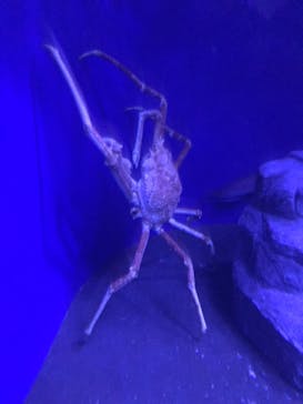 新江ノ島水族館に投稿された画像（2022/12/24）