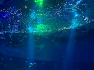 アクアワールド茨城県大洗水族館に投稿された画像（2022/12/24）