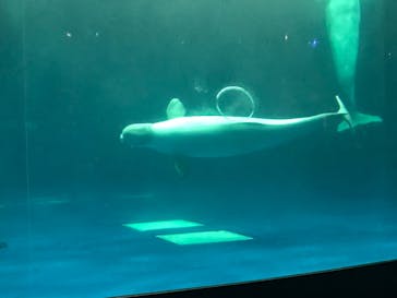 島根県立 しまね海洋館に投稿された画像（2022/12/24）