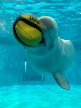 島根県立 しまね海洋館に投稿された画像（2022/12/24）