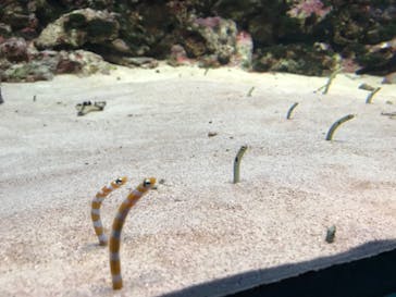 島根県立 しまね海洋館に投稿された画像（2022/12/24）