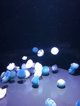 島根県立 しまね海洋館に投稿された画像（2022/12/24）