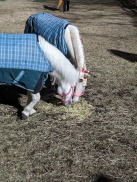 東京メガイルミに投稿された画像（2022/12/24）