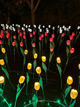 なばなの里に投稿された画像（2022/12/24）