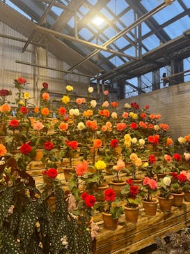 なばなの里に投稿された画像（2022/12/24）