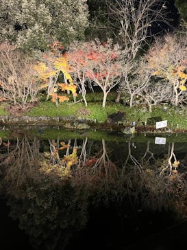 なばなの里に投稿された画像（2022/12/24）