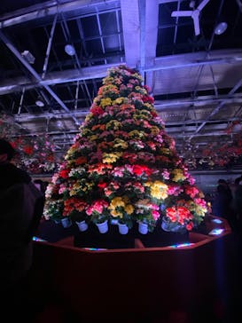 なばなの里に投稿された画像（2022/12/24）