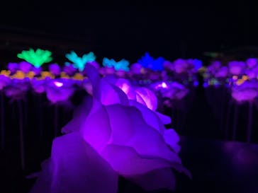 東京メガイルミに投稿された画像（2022/12/24）