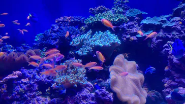 横浜・八景島シーパラダイスに投稿された画像（2022/12/24）