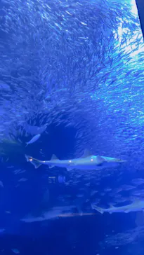 横浜・八景島シーパラダイスに投稿された画像（2022/12/24）