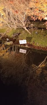 なばなの里に投稿された画像（2022/12/24）