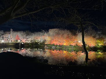 なばなの里に投稿された画像（2022/12/25）