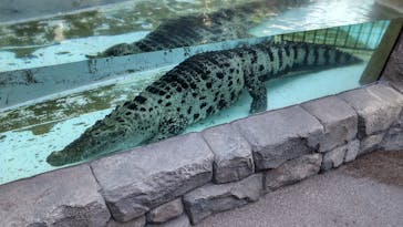 熱川バナナワニ園に投稿された画像（2022/12/25）