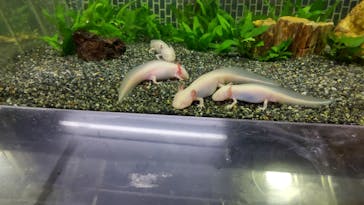 熱川バナナワニ園に投稿された画像（2022/12/25）