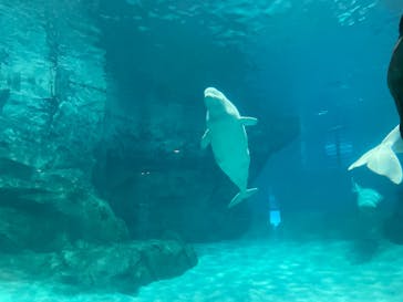 名古屋港水族館に投稿された画像（2022/12/25）