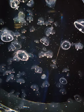 しながわ水族館に投稿された画像（2022/12/25）