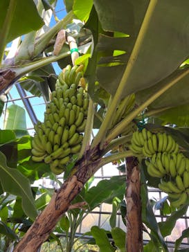 熱川バナナワニ園に投稿された画像（2022/12/25）