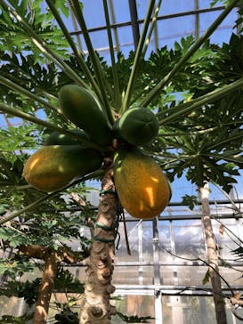 熱川バナナワニ園に投稿された画像（2022/12/25）