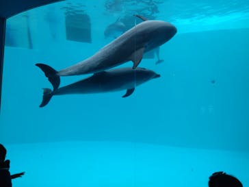 名古屋港水族館に投稿された画像（2022/12/25）