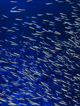 大分マリーンパレス水族館 「うみたまご」に投稿された画像（2022/12/25）